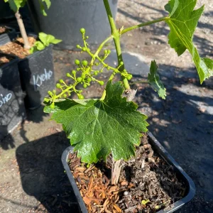 Grafted Kyoho Grape Vine Live Plant - Rare Japanese Variety, 2 Gallon Pot - Image 7