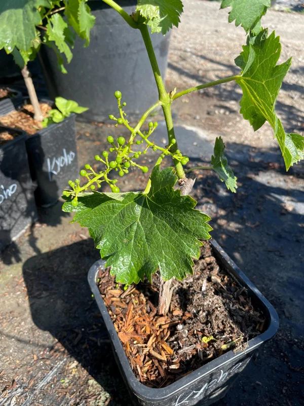 Grafted Kyoho Grape Vine Live Plant - Rare Japanese Variety, 2 Gallon Pot - Image 7