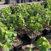 Grafted Kyoho Grape Vine Live Plant - Rare Japanese Variety, 2 Gallon Pot - Image 1