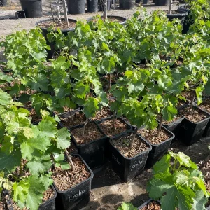 Grafted Kyoho Grape Vine Live Plant - Rare Japanese Variety, 2 Gallon Pot - Image 1