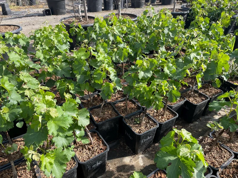 Grafted Kyoho Grape Vine Live Plant - Rare Japanese Variety, 2 Gallon Pot - Image 1