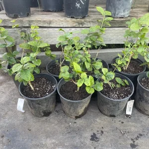 Grand Duke Jasmine Sambac Plant - Live Jasmine, 1 Gallon Pot, Fragrant White Flowers - Image 3
