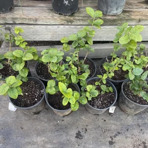 Grand Duke Jasmine Sambac Plant - Live Jasmine, 1 Gallon Pot, Fragrant White Flowers - Image 4