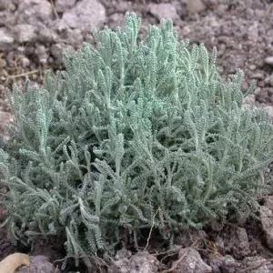 Gray Santolina Live Plant – Lavender Cotton – 1 Gallon Pot – Outdoor Shrub - Image 2