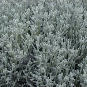Gray Santolina Live Plant – Lavender Cotton – 1 Gallon Pot – Outdoor Shrub - Image 3