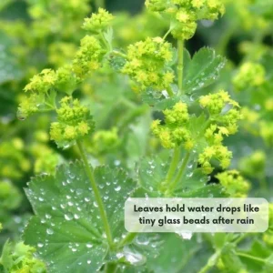 Green Alchemilla Live Plant Plugs - Soft Foliage, Ground Cover - Image 2