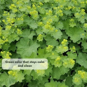 Green Alchemilla Live Plant Plugs - Soft Foliage, Ground Cover - Image 3