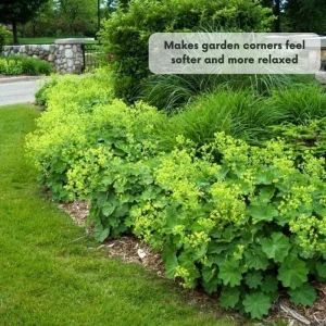 Green Alchemilla Live Plant Plugs - Soft Foliage, Ground Cover - Image 4