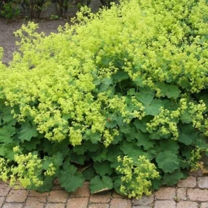 Green Alchemilla Live Plant Plugs - Soft Foliage, Ground Cover - Image 5
