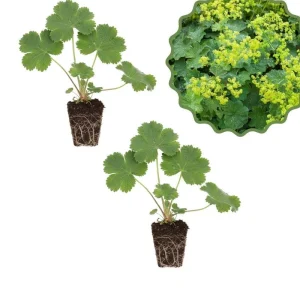 Green Alchemilla Live Plant Plugs - Soft Foliage, Ground Cover - Image 6