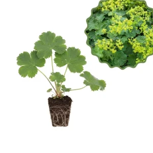 Green Alchemilla Live Plant Plugs - Soft Foliage, Ground Cover - Image 7