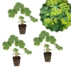 Green Alchemilla Live Plant Plugs - Soft Foliage, Ground Cover - Image 1