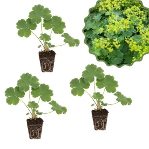 Green Alchemilla Live Plant Plugs - Soft Foliage, Ground Cover - Image 1
