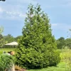Green Giant Arborvitae Live Plant – 18-24" Tall – Gallon Pot – Fast-Growing Evergreen Shrub - Image 1