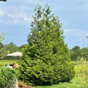 Green Giant Arborvitae Live Plant – 18-24" Tall – Gallon Pot – Fast-Growing Evergreen Shrub - Image 1