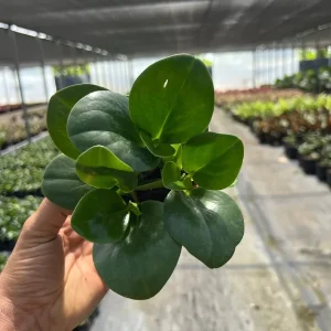Green Peperomia Radiator Plant Live Tropical Houseplant 4 inch Pot - Image 2