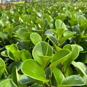 Green Peperomia Radiator Plant Live Tropical Houseplant 4 inch Pot - Image 3