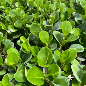 Green Peperomia Radiator Plant Live Tropical Houseplant 4 inch Pot - Image 4
