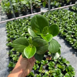 Green Peperomia Radiator Plant Live Tropical Houseplant 4 inch Pot - Image 1