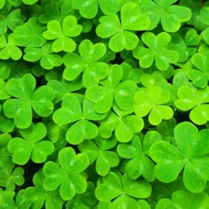 Green Shamrock Live Plant - Oxalis Regnelli Good Luck Plant in 4 Inch Pot - Image 2
