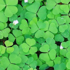 Green Shamrock Live Plant - Oxalis Regnelli Good Luck Plant in 4 Inch Pot - Image 3