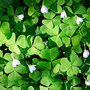 Green Shamrock Live Plant - Oxalis Regnelli Good Luck Plant in 4 Inch Pot - Image 4