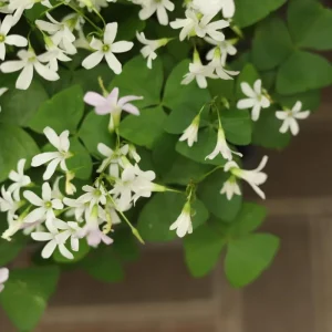 Green Shamrock Live Plant - Oxalis Regnelli Good Luck Plant in 4 Inch Pot - Image 5