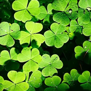Green Shamrock Live Plant - Oxalis Regnelli Good Luck Plant in 4 Inch Pot - Image 1