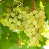 Green Thompson Seedless Grape Vine Cuttings - 3 Live Unrooted 6" Plants - Image 1