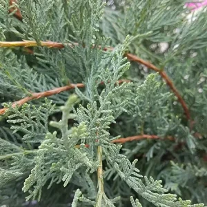 Grey Owl Juniper Bonsai Live Plant - 2 inch Starter, Evergreen - Image 2