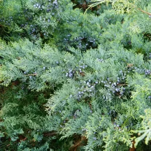 Grey Owl Juniper Bonsai Live Plant - 2 inch Starter, Evergreen - Image 3