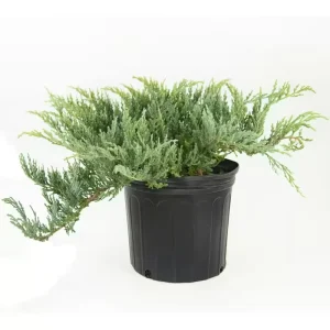 Grey Owl Juniper Bonsai Live Plant - 2 inch Starter, Evergreen - Image 1
