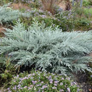 Grey Owl Juniper Bonsai Live Plant - 2 inch Starter, Evergreen - Image 4