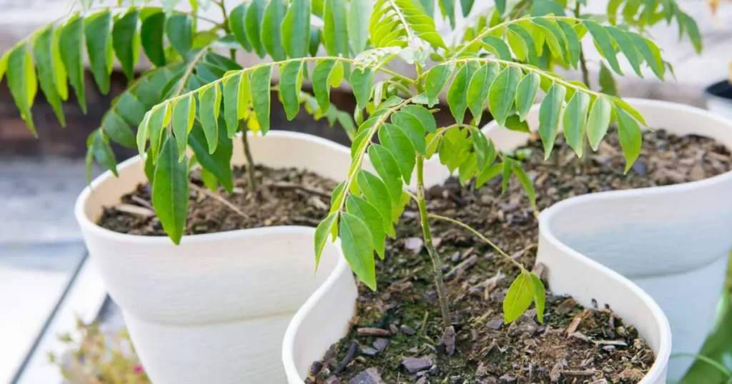 growing curry leaf plants in pots