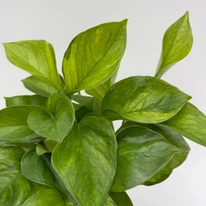 Guacamole Pothos Live Plant – 6 inch Pot – Variegated Indoor Foliage - Image 2