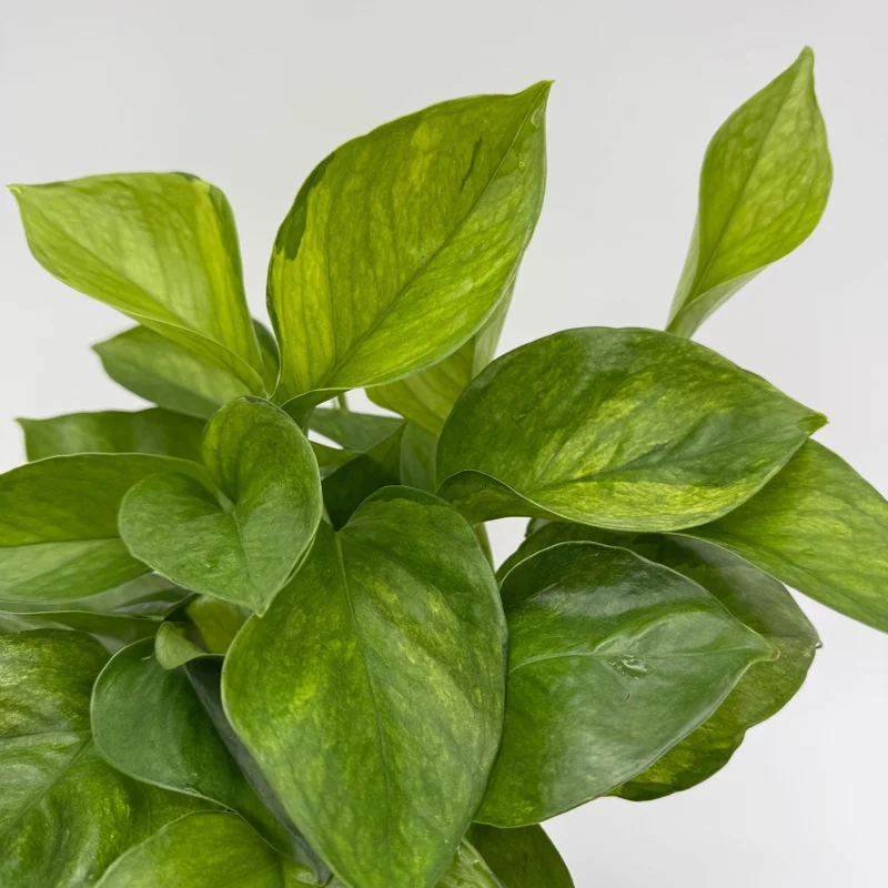 Guacamole Pothos Live Plant – 6 inch Pot – Variegated Indoor Foliage - Image 2