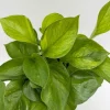 Guacamole Pothos Live Plant – 6 inch Pot – Variegated Indoor Foliage - Image 1