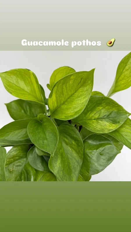 Guacamole Pothos Live Plant – 6 inch Pot – Variegated Indoor Foliage - Image 1