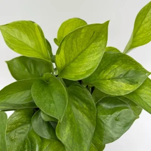 Guacamole Pothos Live Plant – 6 inch Pot – Variegated Indoor Foliage - Image 3