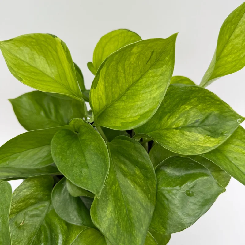 Guacamole Pothos Live Plant – 6 inch Pot – Variegated Indoor Foliage - Image 3