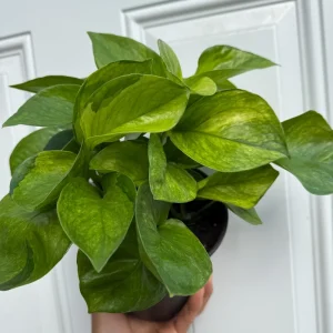 Guacamole Pothos Live Plant – 6 inch Pot – Variegated Indoor Foliage - Image 4