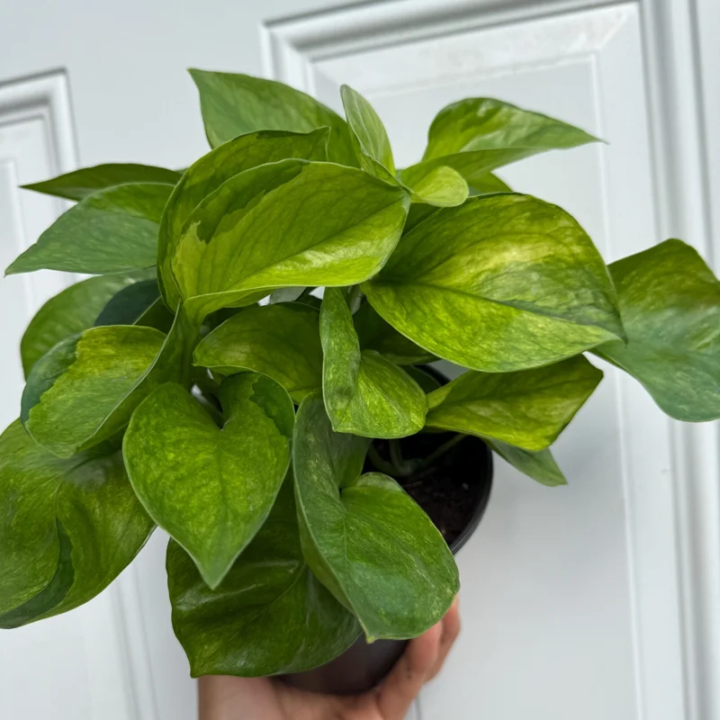 Guacamole Pothos Live Plant – 6 inch Pot – Variegated Indoor Foliage - Image 4