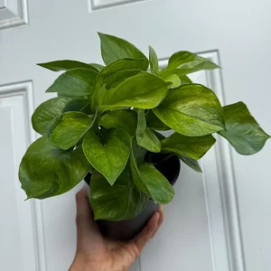 Guacamole Pothos Live Plant – 6 inch Pot – Variegated Indoor Foliage - Image 5