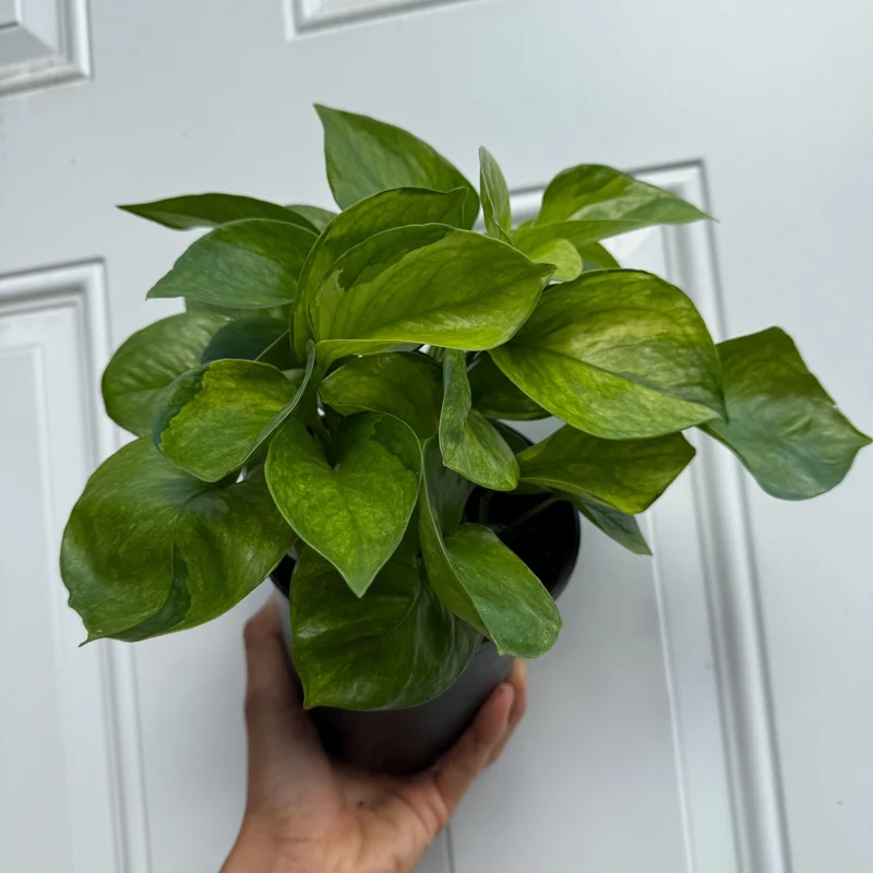 Guacamole Pothos Live Plant – 6 inch Pot – Variegated Indoor Foliage - Image 5