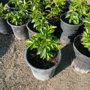 Guayabillo Arrayan Fruit Plant – Live Plant – 1 Gallon Pot – Outdoor - Image 2
