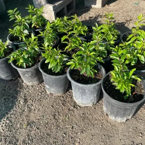 Guayabillo Arrayan Fruit Plant – Live Plant – 1 Gallon Pot – Outdoor - Image 1