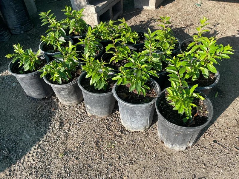 Guayabillo Arrayan Fruit Plant – Live Plant – 1 Gallon Pot – Outdoor - Image 1