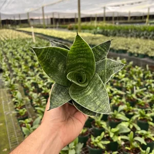 Hahnii Green Sansevieria Live Plant - Bird's Nest Snake Plant in 4 inch Pot - Indoor Houseplant - Image 2
