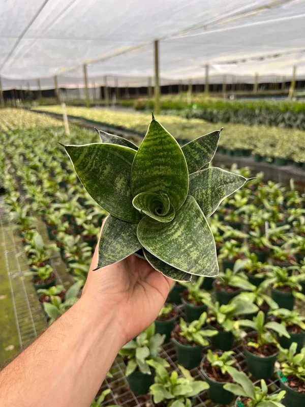 Hahnii Green Sansevieria Live Plant - Bird's Nest Snake Plant in 4 inch Pot - Indoor Houseplant - Image 2