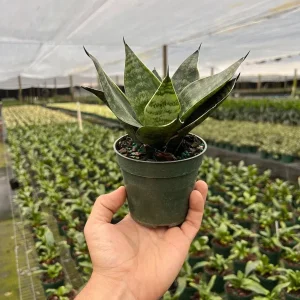Hahnii Green Sansevieria Live Plant - Bird's Nest Snake Plant in 4 inch Pot - Indoor Houseplant - Image 3